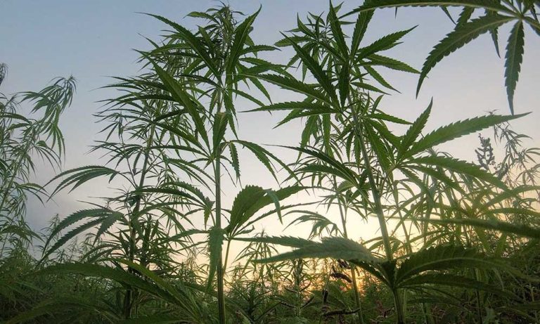 8 Fast Facts About Hemp