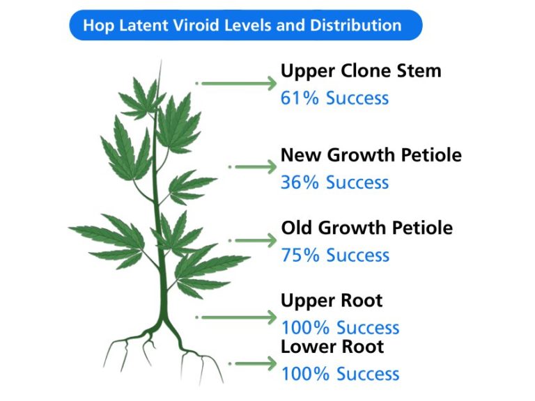 Hop Latent Viroid (HLVd) & Pathogen Diagnostics: A Comprehensive Overview