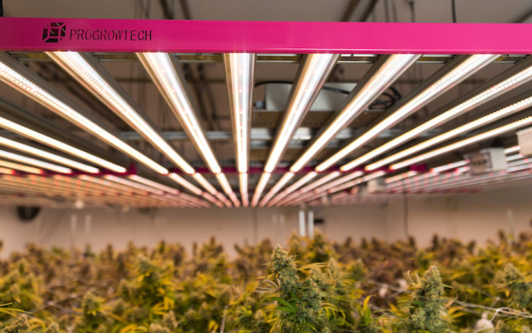 How LED Lights Affect and Improve Cannabis Cultivation