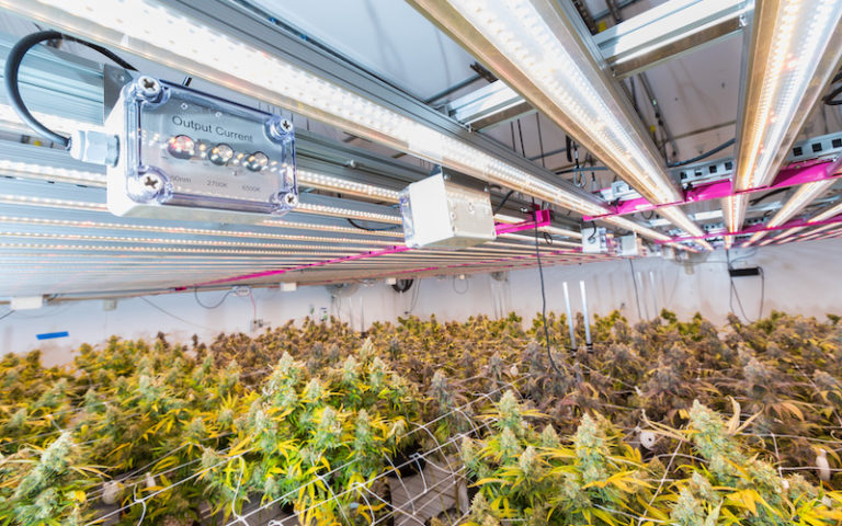 How to Use Flower-in-Place and Vertical Racking to Maximize Yield