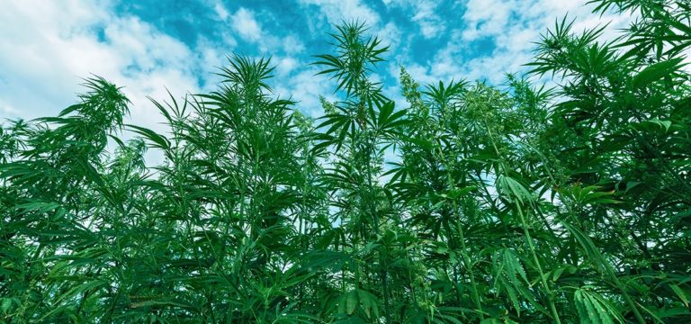 Maryland Hemp Companies Sue State Officials After Cannabis Regulations Force Them Out of Business