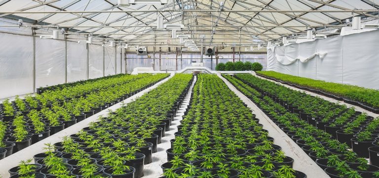 New York’s Capital District Educational Opportunity Center Receives Grants for Cannabis Construction Training Program