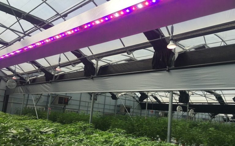 The Future of Grow House Lighting Technology