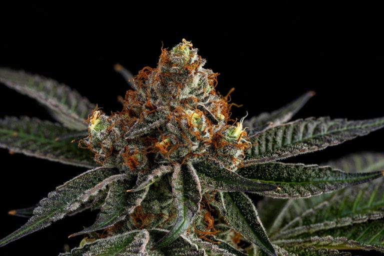 Homegrown in Mendocino | High Times