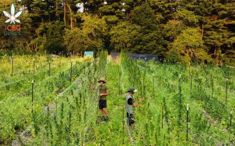 Permaculture Offers a New Approach to Cannabis Cultivation