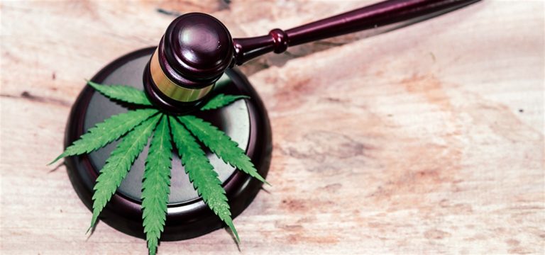 Son of Jack Herer Sued by Former Business Partner