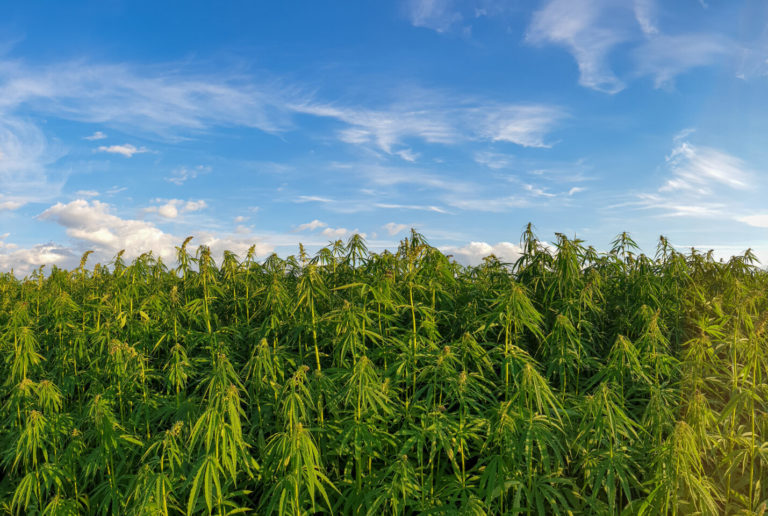 USDA’s Weekly Farm Column Puts the Spotlight on Indiana Hemp Cultivator