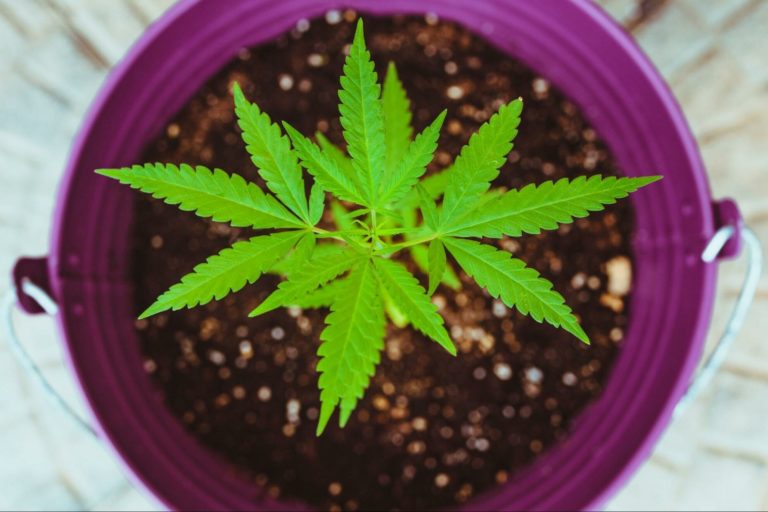 Everything You Need to Know About Plants Before You Grow Weed