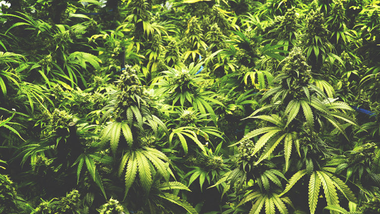 New Hampshire Cannabis Association Surveys Farmers About Cultivation Opportunities