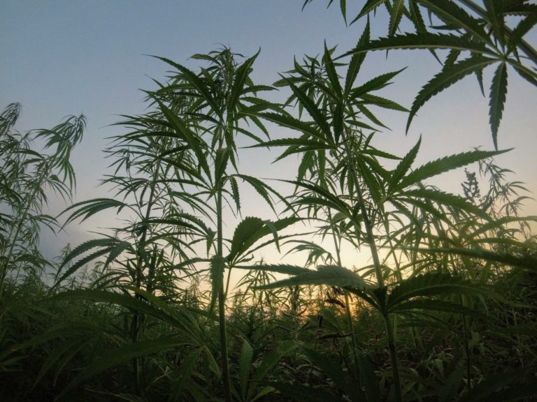 9 environmental factors of cannabis growth and development