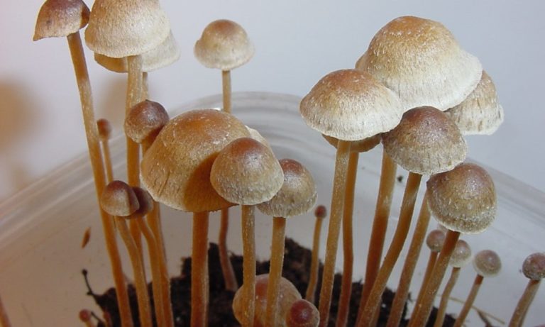 Maryland Government’s Psychedelics Task Force Begins Work On Recommendations Due To Lawmakers Next Year