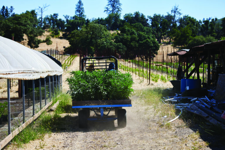 The California Dream | High Times