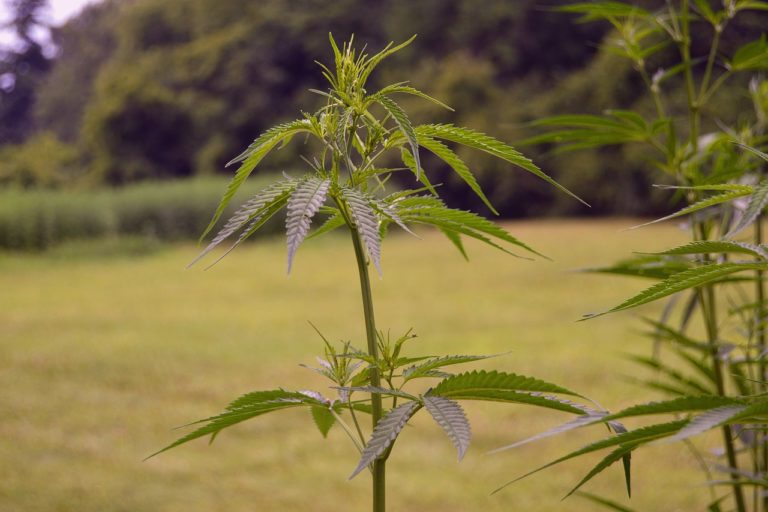 Alaska Hemp Growers Sue State Agriculture Officials Over New Limits On Cannabinoid Products