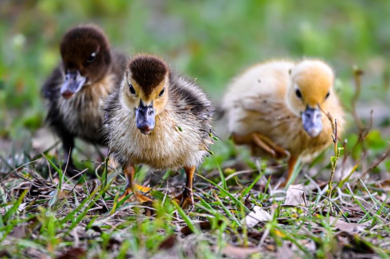 Concerned Neighbors Complain About Ducks Working on Vermont Cannabis Farm