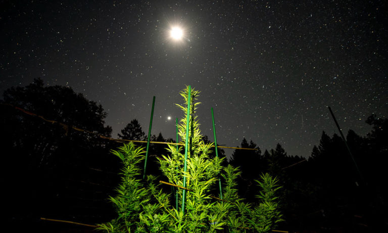 How to Winterize a Cannabis Farm