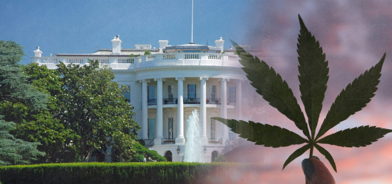 Survey: Rescheduling Cannabis Could Give Biden 11% Approval Boost