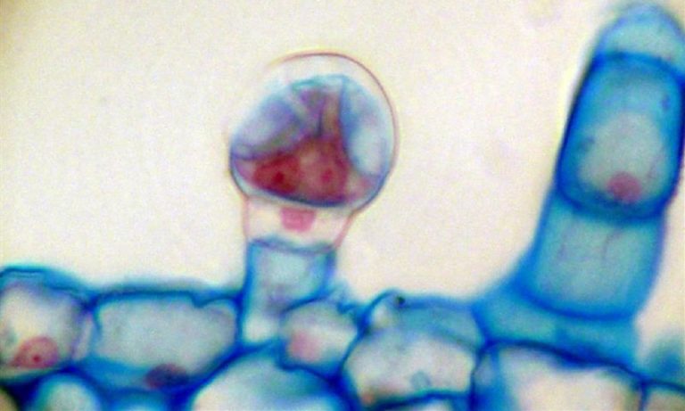 Trichomes Are the Key to Most Potent Cannabis Flowers