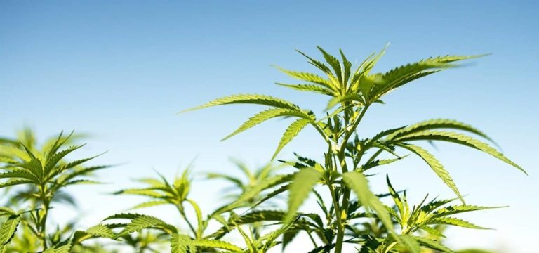 Hemp Company Wins $8.4M in Federal Funding for Sustainable Construction & Automotive Alternatives