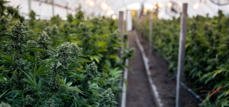 Minnesota Lawmakers Consider Early Cannabis Cultivation Licenses to Prevent Industry Delays