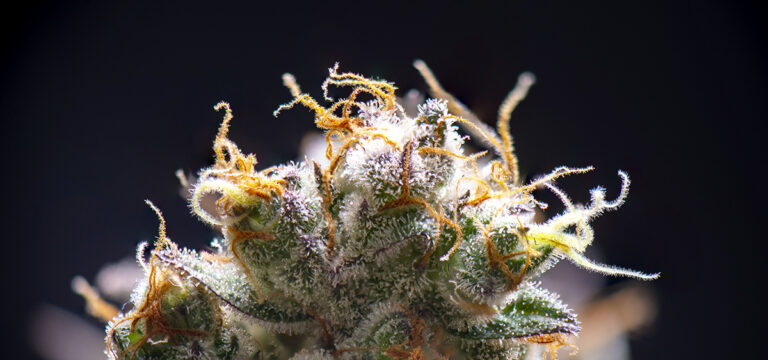 Study: Terpenes May Offer Pain Relief for Chemo-Induced Neuropathic Pain