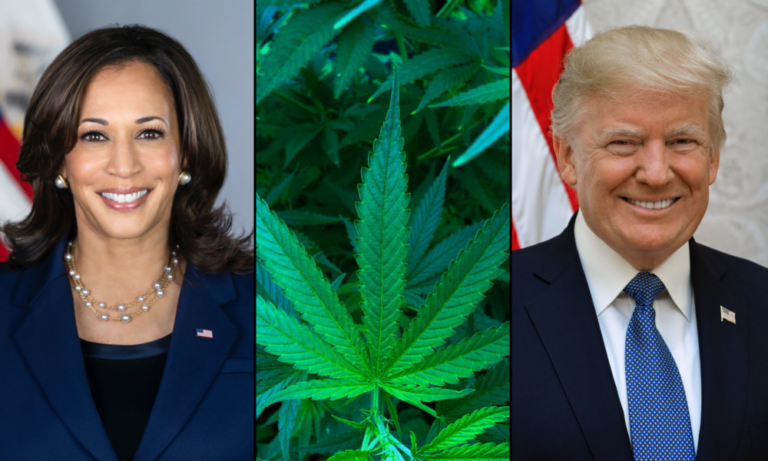 Harris Vs. Trump On Marijuana: Where The Presidential Candidate Stand As Voters Head To The Polls