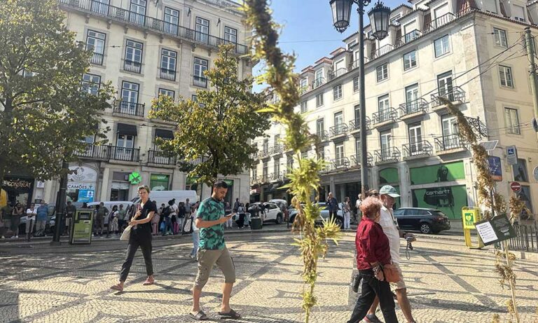 More Than 500 Industrial Hemp Plants Distributed in Lisbon