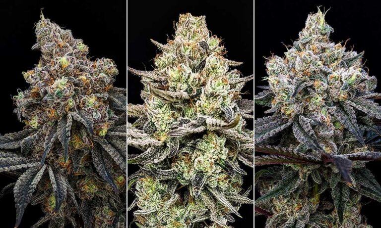 Phylos: Redefining Cannabis Cultivation With Feminized F1 Hybrid Seeds