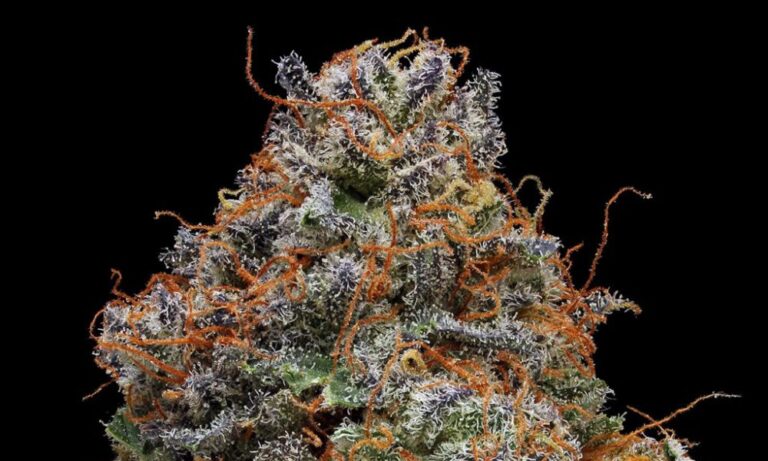 Strain Review: Blackberry Kush | Cannabis Now