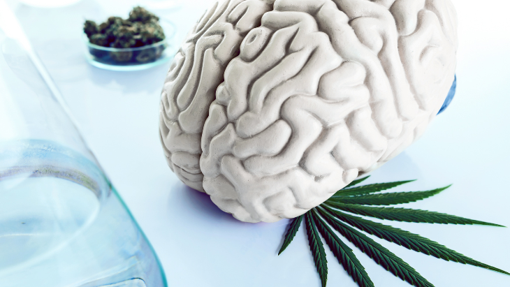 Sustained Use of Medical Cannabis Is Not Associated With Changes in Either Brain Morphology or Cognitive Performance