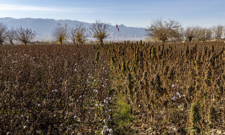 A Glimpse Into Afghanistan’s Traditional Cannabis Culture