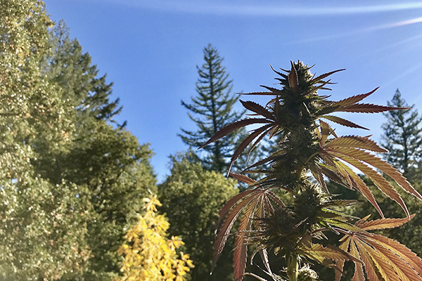 The Harvest is Here | Cannabis Now