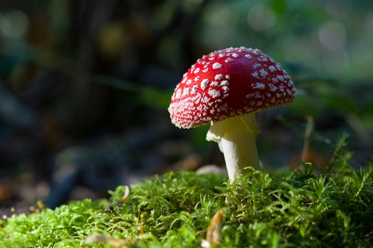 The Legal Psychoactive Mushroom: Amanita Muscaria