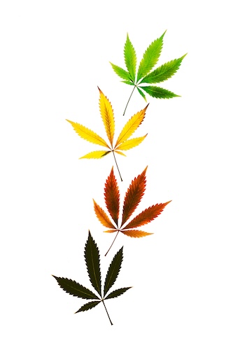 Falling into Wellness: How Cannabis Can Help You Recalibrate This Fall